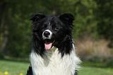 BORDER COLLIE 930